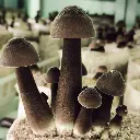 Nấm mối đen Tươi loại 1