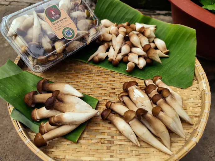 Nấm mối đen Tươi loại 2