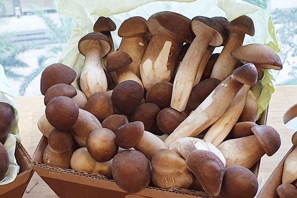 Nấm mối đen Tươi loại 2