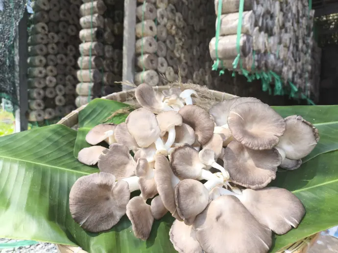 Nấm mối đen Tươi loại hỗn hợp