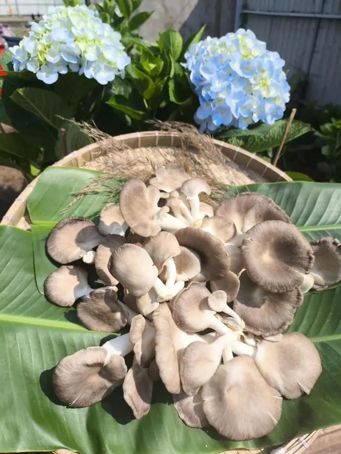 Nấm mối đen Sấy thăng hoa loại 3