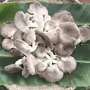 Nấm bào ngư xám