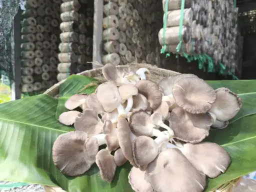 [NMD-TLHH] Nấm mối đen Tươi loại hỗn hợp