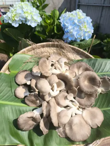 [NMD-SL03] Nấm mối đen Sấy thăng hoa loại 3