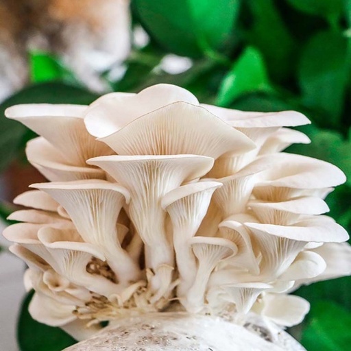 [NBN-T01] Nấm bào ngư trắng