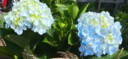 My Website
